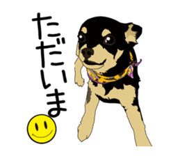 Chihuahua Coco & Louis and Friends vol.2 sticker #7112335