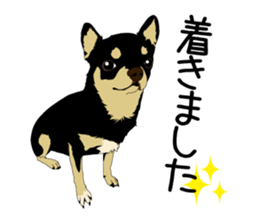 Chihuahua Coco & Louis and Friends vol.2 sticker #7112338