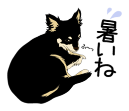 Chihuahua Coco & Louis and Friends vol.2 sticker #7112340