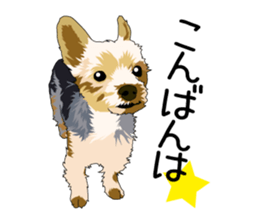 Chihuahua Coco & Louis and Friends vol.2 sticker #7112349