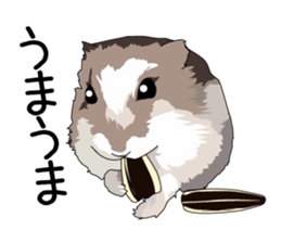 Chihuahua Coco & Louis and Friends vol.2 sticker #7112351