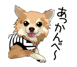 Chihuahua Coco & Louis and Friends vol.2 sticker #7112364