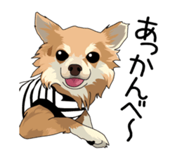 Chihuahua Coco & Louis and Friends vol.2 sticker #7112364