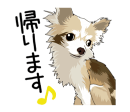 Chihuahua Coco & Louis and Friends vol.2 sticker #7112365