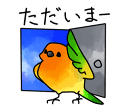 Sun Conure 2(birds) sticker #7123921