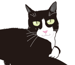 The cats to which love is dear sticker #7137196