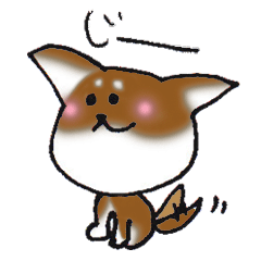 yuru Chihuahua brown