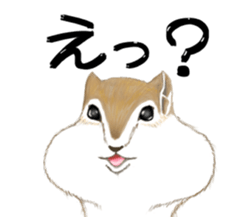 White squirrel sticker sticker #7144919