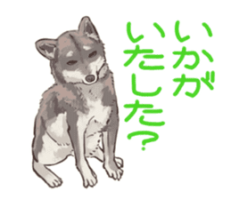 6 kinds of Japanese dog sticker sticker #7151587