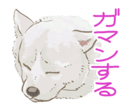 6 kinds of Japanese dog sticker sticker #7151594