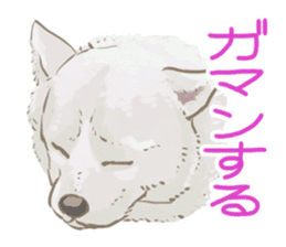 6 kinds of Japanese dog sticker sticker #7151594