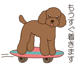 My sweetie,Toy poodle!! sticker #7157986