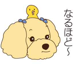 My sweetie,Toy poodle!! sticker #7157987