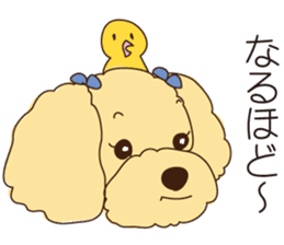 My sweetie,Toy poodle!! sticker #7157987