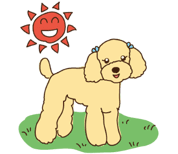 My sweetie,Toy poodle!! sticker #7158000