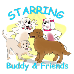 Bichon Buddy and Friends