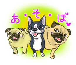 Pugs and boston terrier sticker #7174144