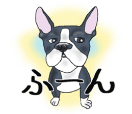 Pugs and boston terrier sticker #7174161
