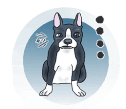 Pugs and boston terrier sticker #7174162