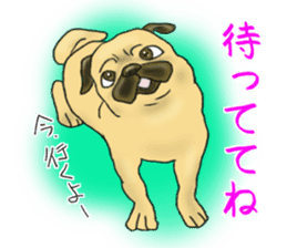 Pugs and boston terrier sticker #7174165