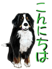 BERNESE MOUNTAIN DOG RIN Ver.3 sticker #7203737