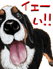 BERNESE MOUNTAIN DOG RIN Ver.3 sticker #7203738