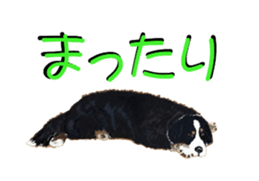 BERNESE MOUNTAIN DOG RIN Ver.3 sticker #7203741
