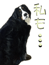 BERNESE MOUNTAIN DOG RIN Ver.3 sticker #7203745