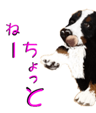BERNESE MOUNTAIN DOG RIN Ver.3 sticker #7203746