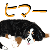BERNESE MOUNTAIN DOG RIN Ver.3 sticker #7203747