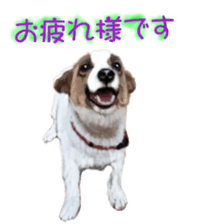 BERNESE MOUNTAIN DOG RIN Ver.3 sticker #7203749