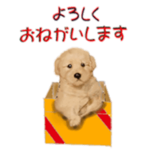 BERNESE MOUNTAIN DOG RIN Ver.3 sticker #7203752