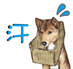 BERNESE MOUNTAIN DOG RIN Ver.3 sticker #7203753