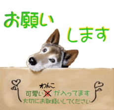 BERNESE MOUNTAIN DOG RIN Ver.3 sticker #7203754