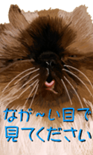 BERNESE MOUNTAIN DOG RIN Ver.3 sticker #7203760