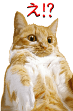 BERNESE MOUNTAIN DOG RIN Ver.3 sticker #7203761