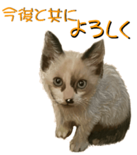 BERNESE MOUNTAIN DOG RIN Ver.3 sticker #7203762