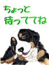 BERNESE MOUNTAIN DOG RIN Ver.3 sticker #7203763