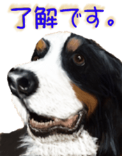 BERNESE MOUNTAIN DOG RIN Ver.3 sticker #7203766