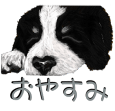 BERNESE MOUNTAIN DOG RIN Ver.3 sticker #7203767