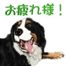 BERNESE MOUNTAIN DOG RIN Ver.3 sticker #7203770
