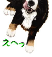 BERNESE MOUNTAIN DOG RIN Ver.3 sticker #7203771