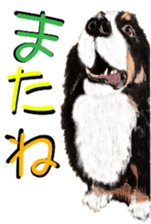 BERNESE MOUNTAIN DOG RIN Ver.3 sticker #7203775