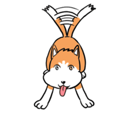 Sashimi siberian husky dog sticker #7211527