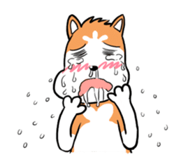 Sashimi siberian husky dog sticker #7211540