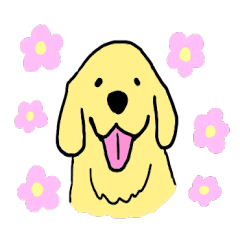 Golden retrieber, Rockey!!