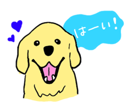 Golden retrieber, Rockey!! sticker #7215241