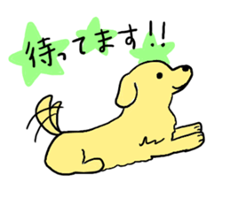 Golden retrieber, Rockey!! sticker #7215248