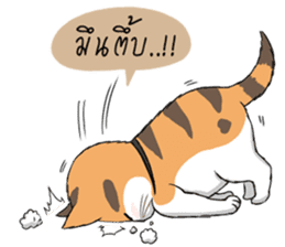 Soidow cat (Thai v.) sticker #7217740