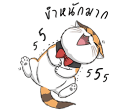 Soidow cat (Thai v.) sticker #7217742
